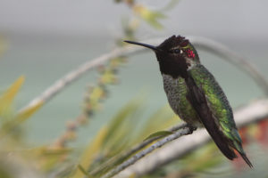 Hummingbird